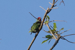 Psilopogon malabaricus