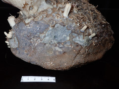 Tentorium semisuberites