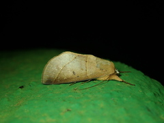 Hemiceras modesta