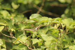 Graphium policenes policenes