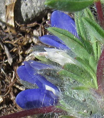Lupinus lepidus utahensis