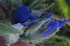 Lupinus lepidus utahensis