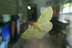 Iotaphora iridicolor