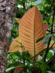 Condamineeae