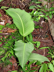 Calathea lutea