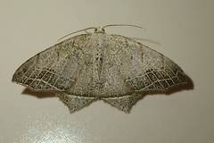 Oxymacaria temeraria