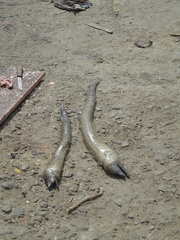 Gymnothorax polygonius