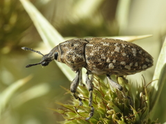 Leucomigus tesselatus