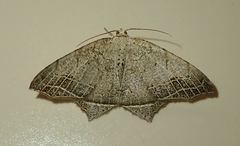 Oxymacaria temeraria