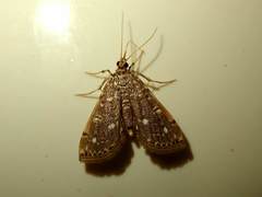 Metoeca nymphulalis