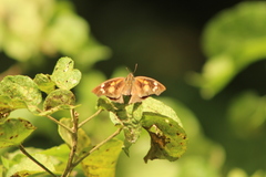 Libythea laius