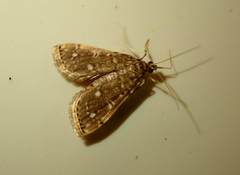 Metoeca nymphulalis