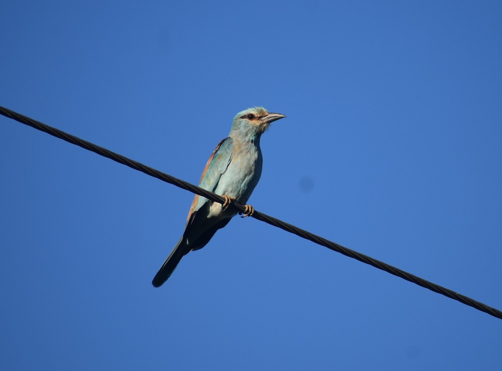 Western European Roller
