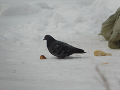 Columba livia