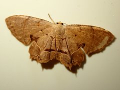 Dysaethria flavistriga