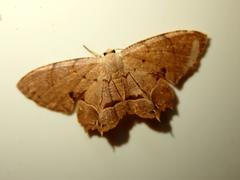 Dysaethria flavistriga