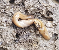 Bipalium adventitium