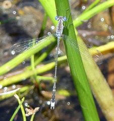 Lestes tridens