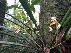 Maxillaria picta