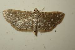 Metoeca nymphulalis