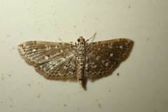 Metoeca nymphulalis