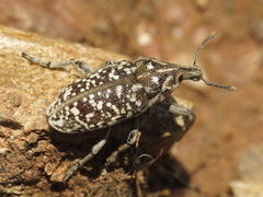 Leucomigus tesselatus