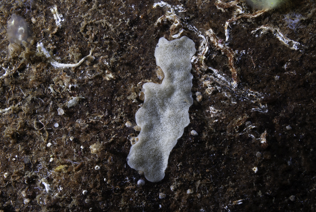 simple-rayed membrane sponge