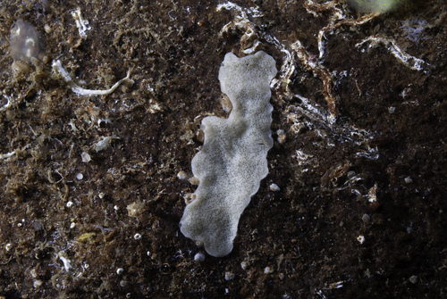 simple-rayed membrane sponge