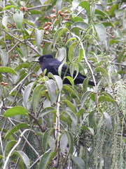 Knipolegus nigerrimus