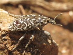 Leucomigus tesselatus