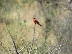 Pyrocephalus rubinus mexicanus