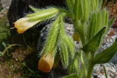 Onosma dichroantha