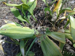 Allium victorialis