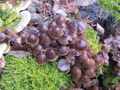Mycena tintinnabulum