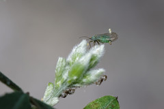 Acizzia jamatonica