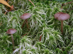 Phaeonematoloma myosotis