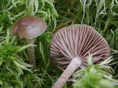 Phaeonematoloma myosotis