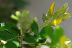 Acizzia jamatonica