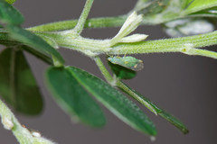 Acizzia jamatonica