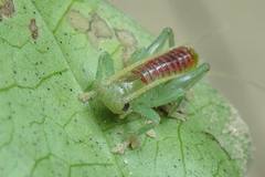 Ocellarnaca furcifera
