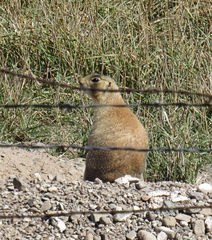 Cynomys parvidens