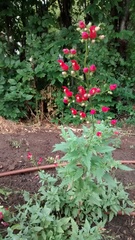 Scrophularia macrantha