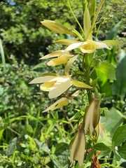 Eulophia calanthoides