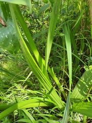 Eulophia calanthoides