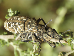 Leucomigus tesselatus