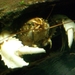 Murray Crayfish - Photo (c) Aaron Gustafson, some rights reserved (CC BY-SA)