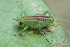 Ocellarnaca furcifera