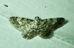 Physocleora taeniata