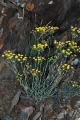 Bupleurum bicaule