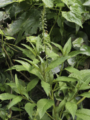 Lysimachia decurrens